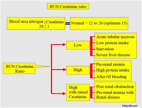 Elevated Bun Levels High: What Do High Blood Urea Nitrogen Levels Mean for Your Health?