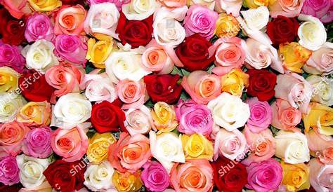 Bunch of multicolored roses Photograph by Tosca Weijers