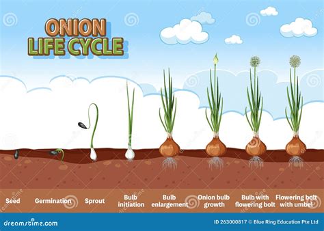 Bunching Onion Growing Stages