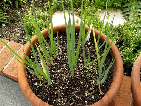 Bunching Onions In Containers