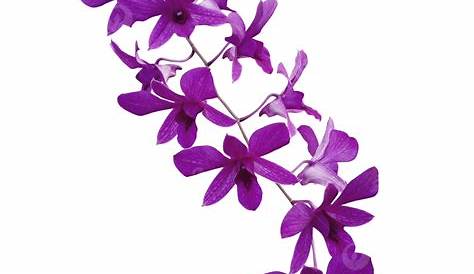 Free Orchid Cliparts, Download Free Orchid Cliparts png images, Free