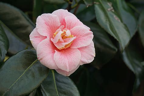 Bunga Kamelia Jepang