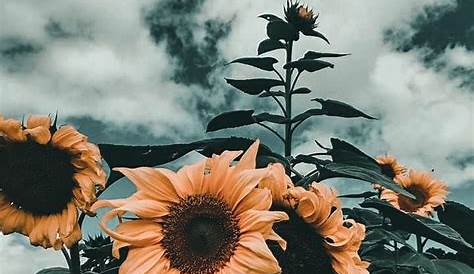 Pinterest Background Bunga Matahari