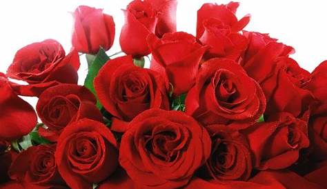 Fakta Menarik Bunga Mawar, Bunga yang Melambangkan Kasih Sayang - faunatis
