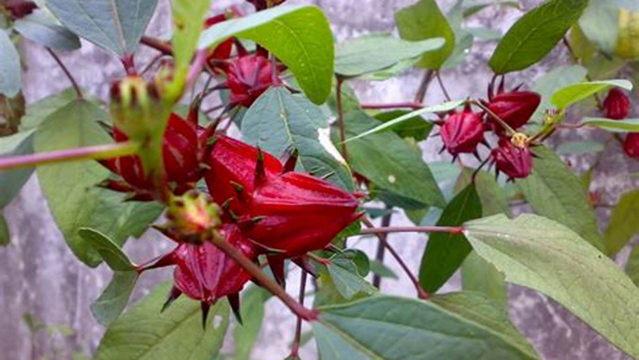 8 Manfaat Bunga Rosella yang Jarang Diketahui dan Penting untuk Kesehatan