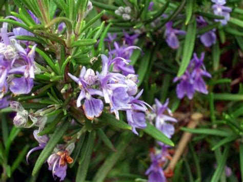Rosemary family, products, uses, clinical evidence, dosage, side