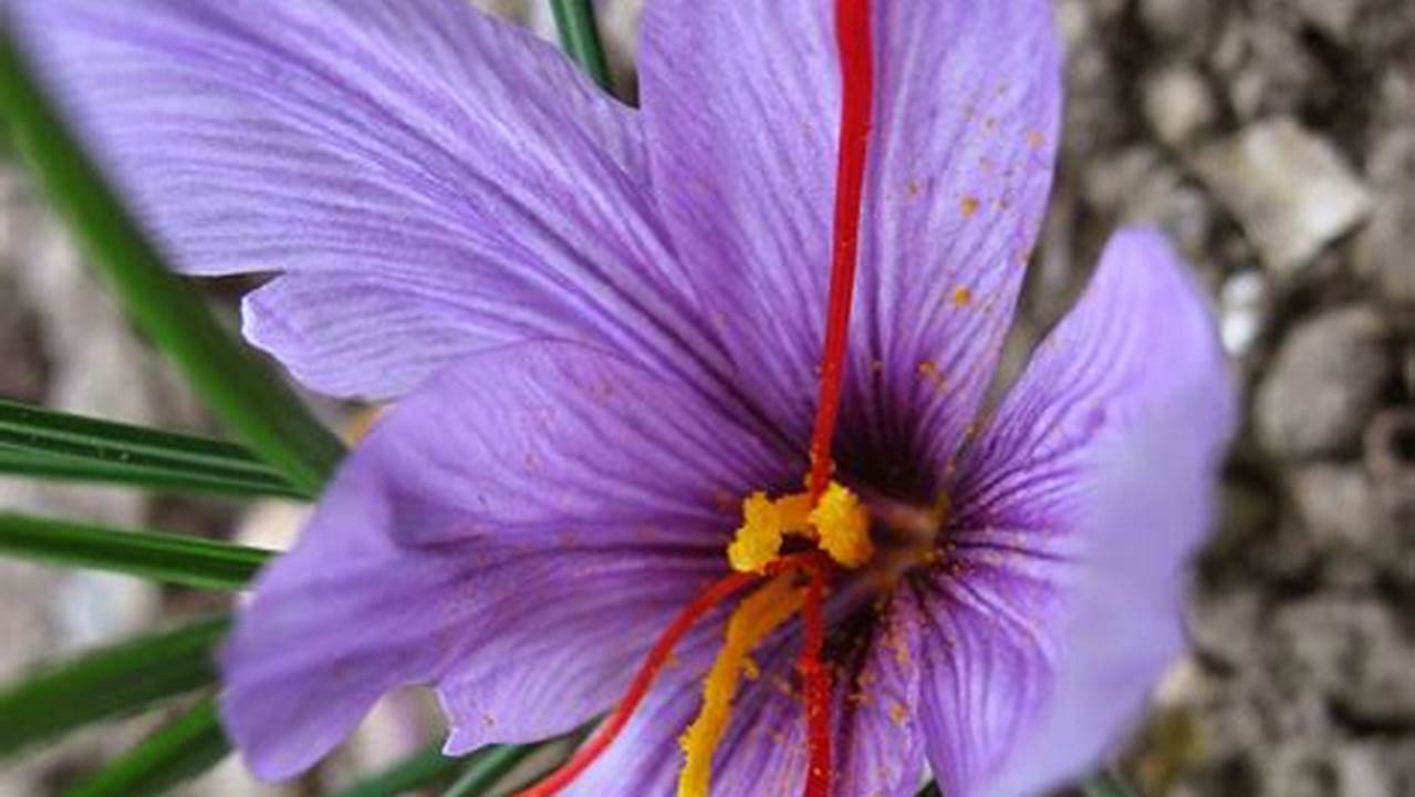 Manfaat Bunga Saffron yang Belum Banyak Diketahui