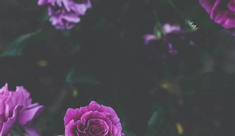 Aesthetic Tumblr Ungu Pastel Bunga H0dgehe