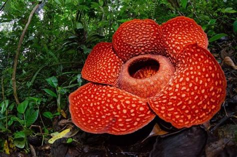 Bunga Rafflesia Arnoldii