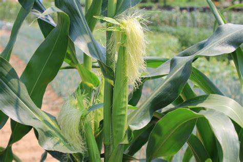 Bunga Tidak Sempurna - Jagung