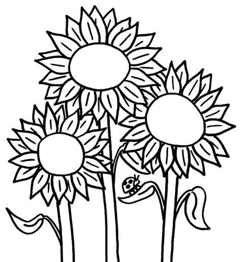 bunga matahari hitam putih
