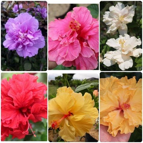 Jual bunga sepatu pink tumpuk bangkok thania florist di lapak Thania