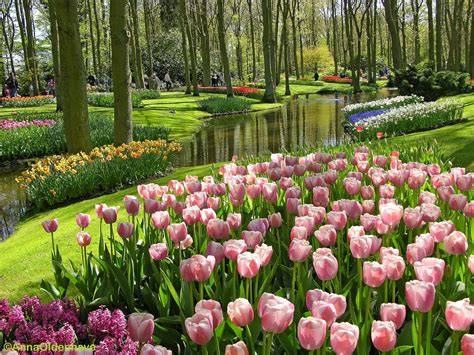 https://tse1.mm.bing.net/th?q=bunga+tulip