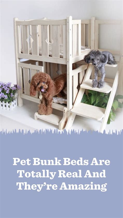 Bunk Beds For Animals