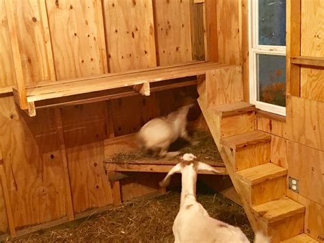 Bunk Beds For Goats