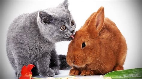 Bunnies And Cats Get Along