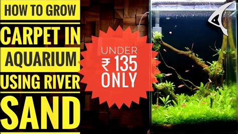 Bunnings River Sand Aquarium