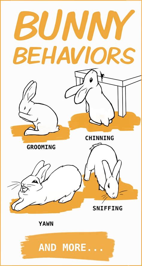 Bunny Body Language Chart