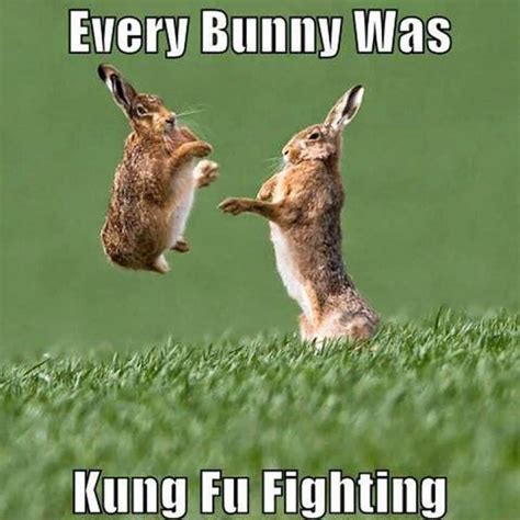 Bunny Memes