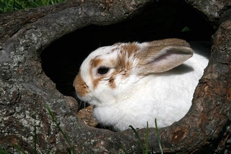 bunny with ears back