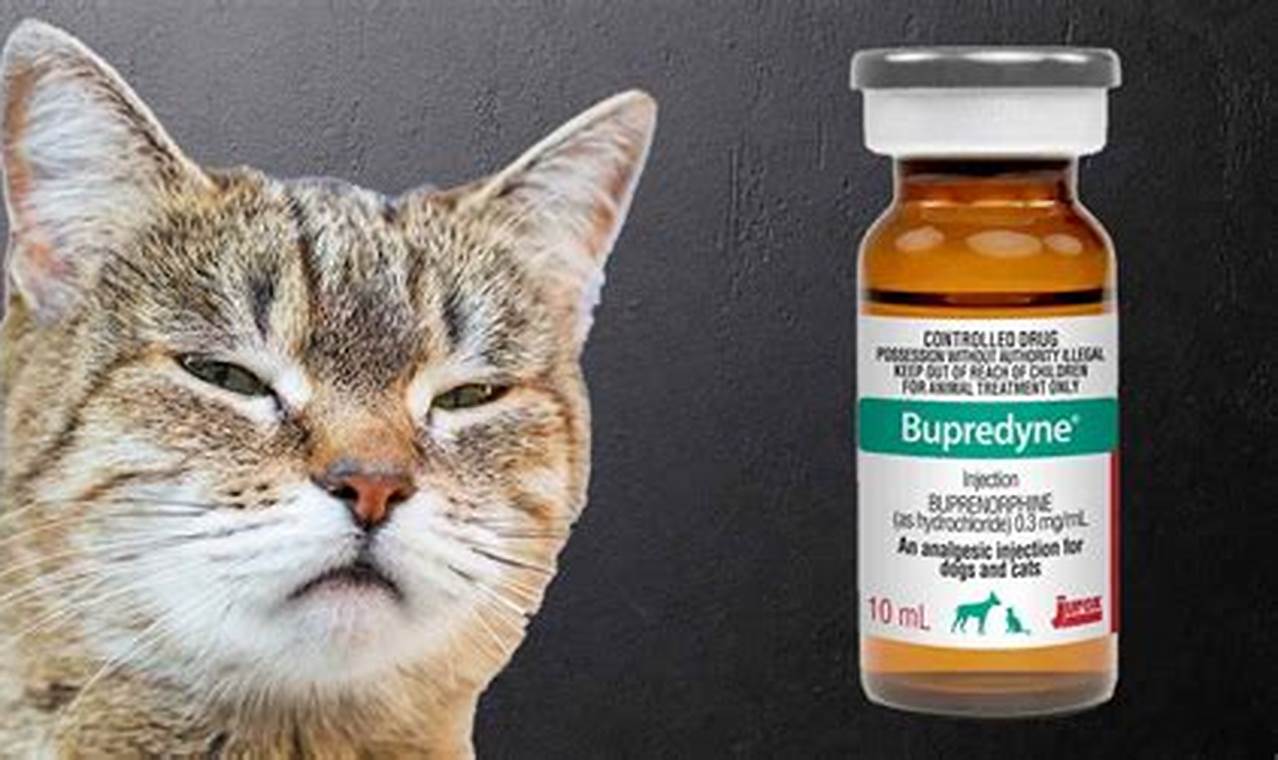 buprenorphine dose for cats