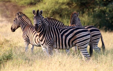 Burchell's Zebra Conservation Status