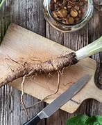 burdock root planting and maintaining