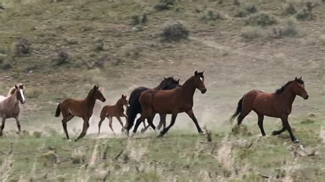 bureau of land management horses
