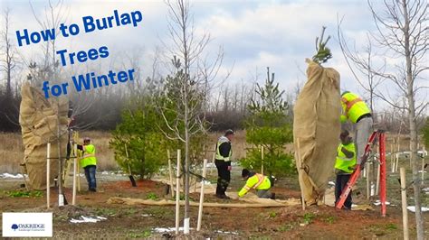 Burlap For Trees