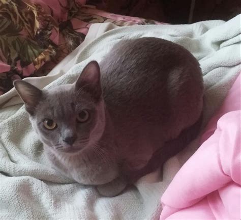 burmese cats for sale