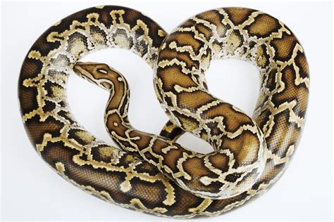 Burmese Python