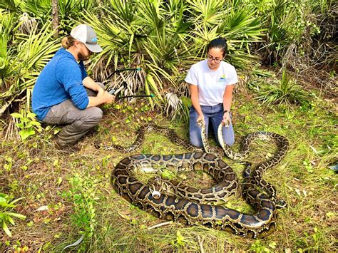 burmese python removal florida aaron mann