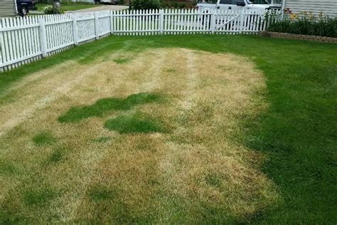 Customer says this is fertilizer burn. I’m skeptical LawnSite™ is the