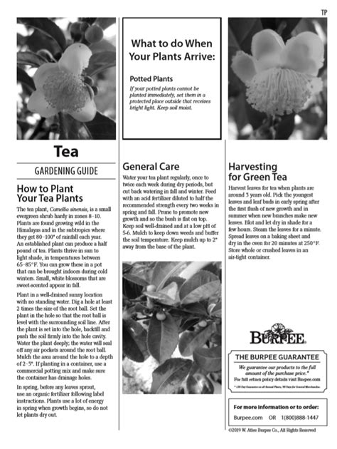 Burpee Tea Plant