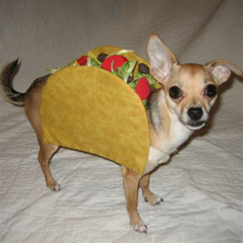 Let's All Dress Up Like Tacos For Halloween HuffPost