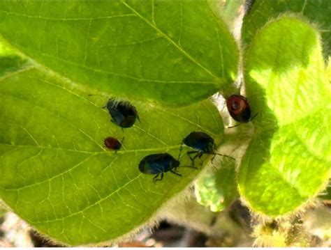 New Burrower Has Reason To Hide Going Viral