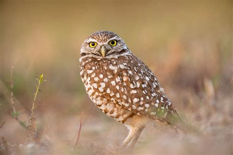 burrowing owl survey protocol alberta