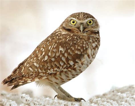 Burrowing Owl Utah