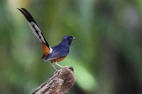 5 Burung Kicau Populer di Indonesia Article Plimbi Social Journalism
