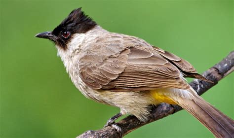 Cara Bergerak Burung Kutilang: Terbang, Berjalan, Melompat