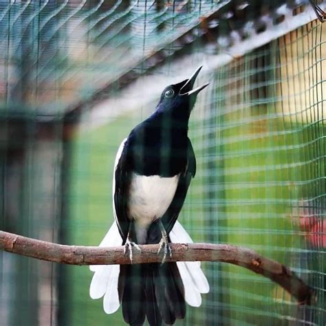 Burung Mirip Kacer, Kebanggaan Masyarakat Indonesia