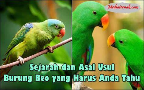 Burung Beo