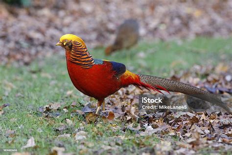 Burung Emas