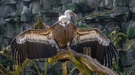 burung nasar