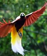 burung termurah di dunia indonesia