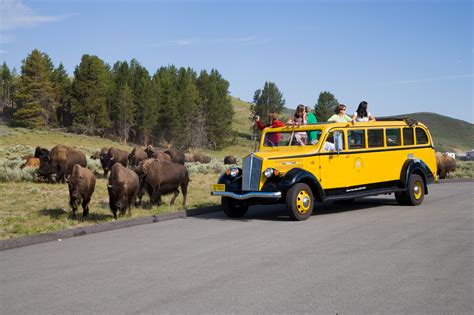 bus tours yellowstone national park wyoming