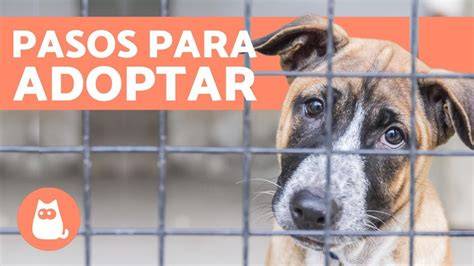 Perritos en adopción CORREVEIDILE