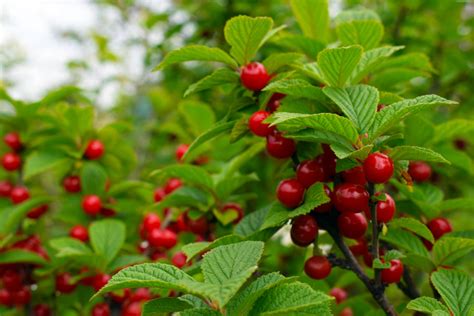 bush cherry plants