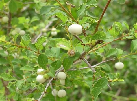 bush fruits