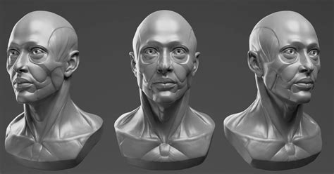 Bust Technical Definition